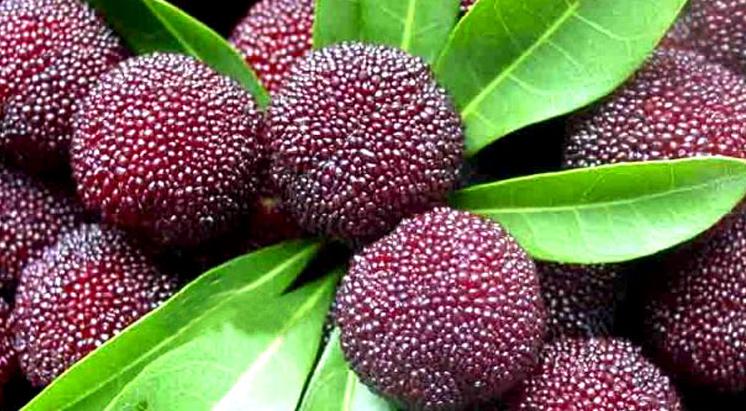 荸荠杨梅和黑炭杨梅的区别,东魁杨梅与荸荠种杨梅有哪些区别