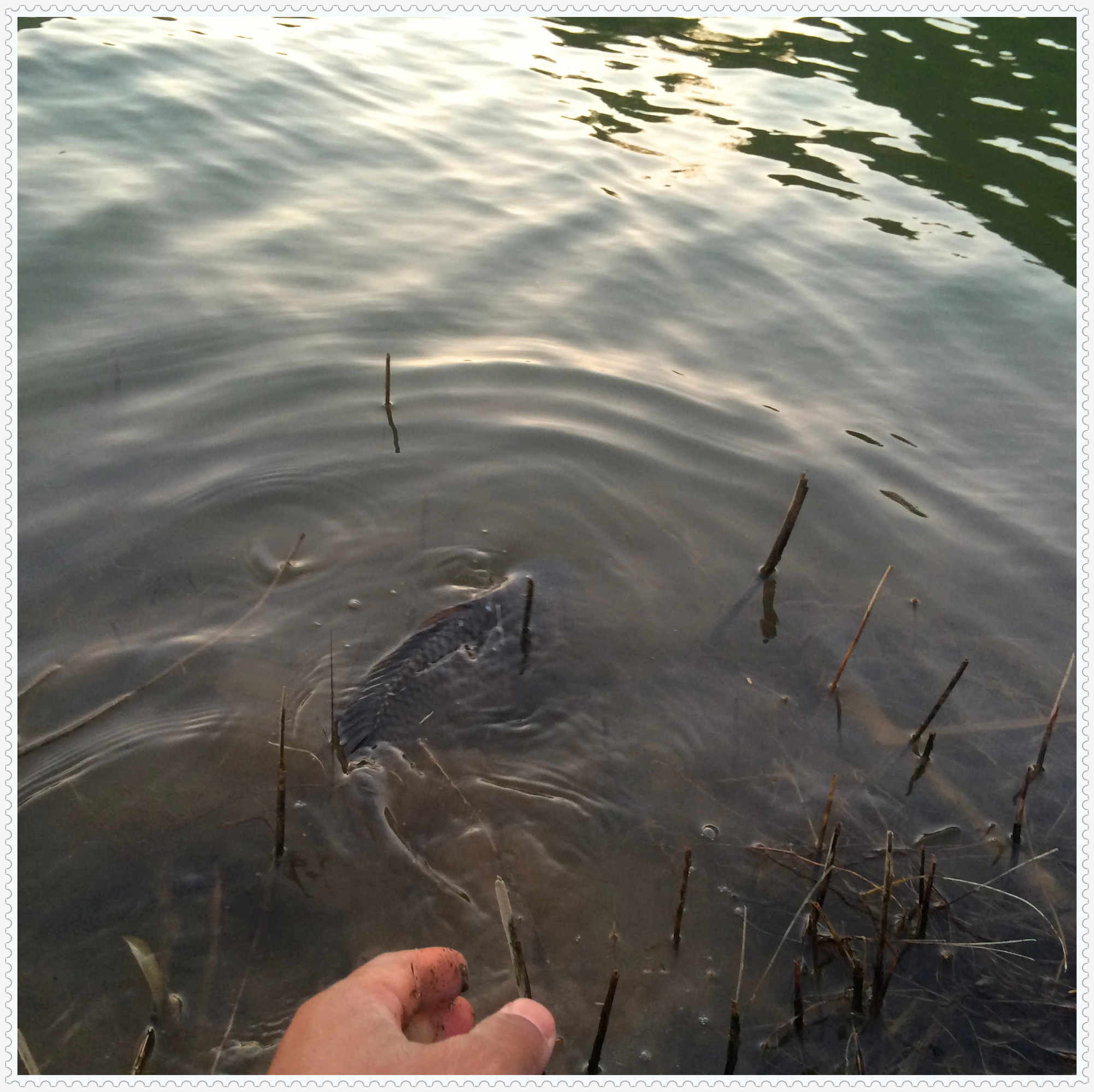 畅享春色京北水库激战黄金野鲤