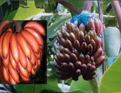 这些水果你一定不能错过,这些水果一定要多吃抓紧收藏