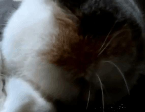 主人怎么叫小猫它才会回应,主人怎样叫猫咪