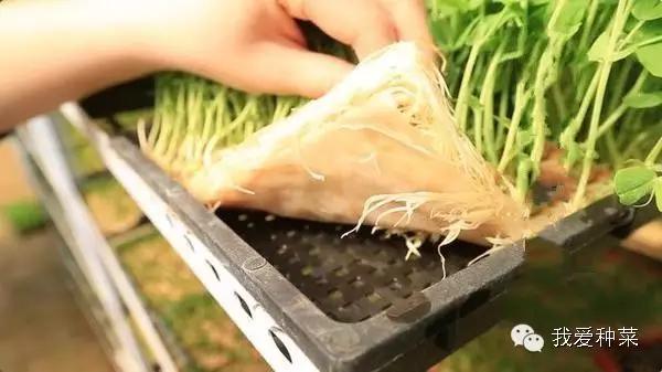 纸上种菜观察记录,纸上种菜