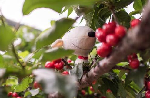 樱桃vs章鱼烧,樱桃大战