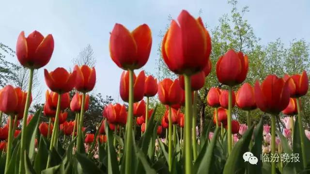 头条|我叫临汾,这是我的最新简历,请多关照!