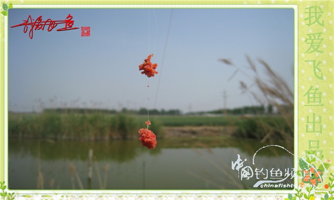 我爱飞鱼初探新钓点