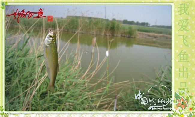 我爱飞鱼初探新钓点