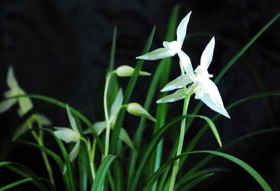 绿植花卉室内摆放实拍,绿植盆栽室内摆放