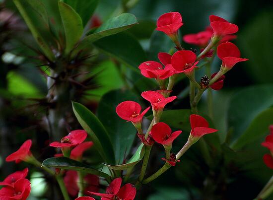 绿植花卉室内摆放实拍,绿植盆栽室内摆放
