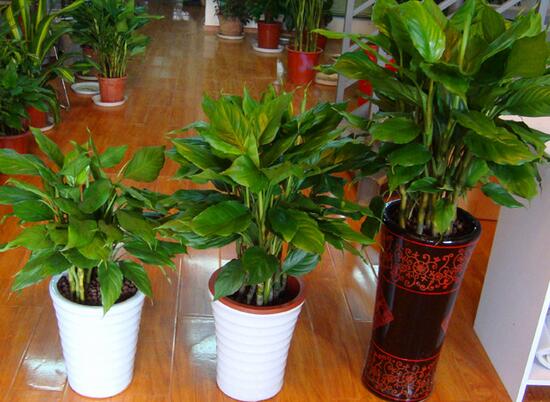 绿植花卉室内摆放实拍,绿植盆栽室内摆放