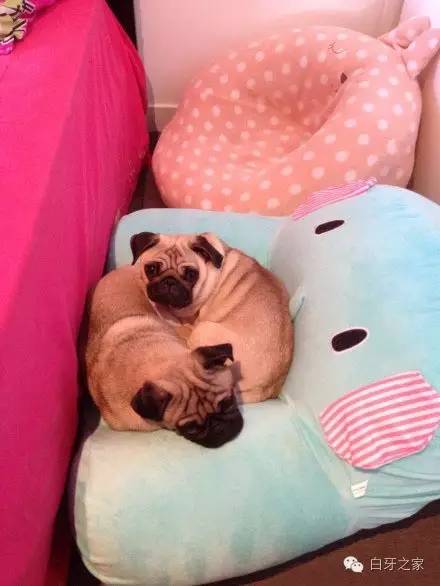 养宠知识泰迪吃什么毛色好,养一只泰迪怎么养才好看