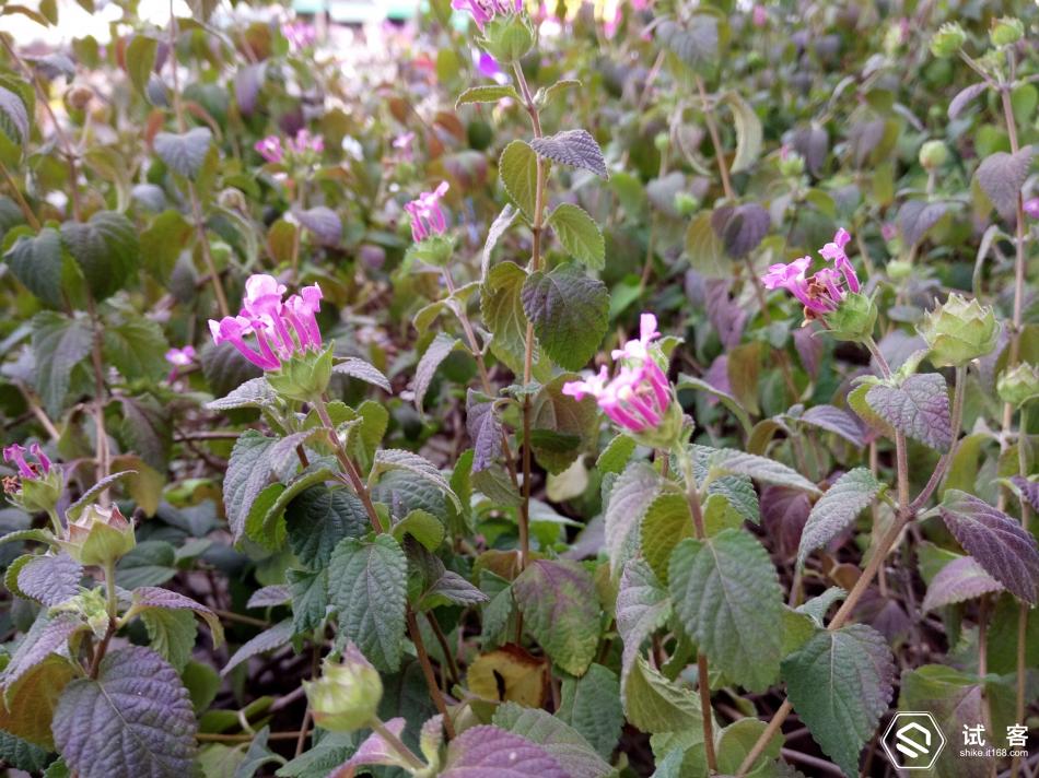 跟风不如领航，要多快有多快！vivoX6长测体验！