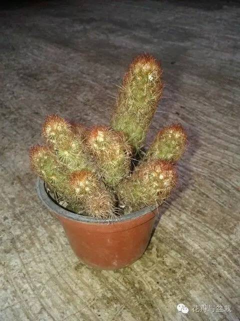 金手指怎么种,金手指怎么才能开花视频