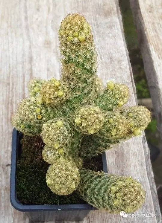 金手指怎么种,金手指怎么才能开花视频