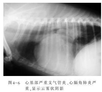 严重威胁狗狗生命的10大疾病（养宠必看）