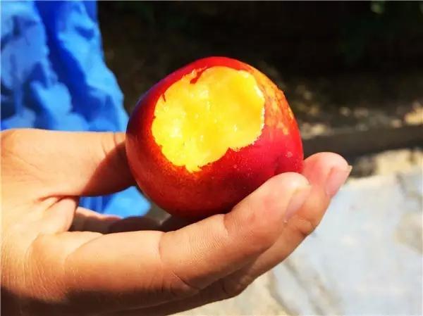 带着小猴子上山摘油桃，又一波福利先到先得