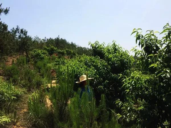 带着小猴子上山摘油桃，又一波福利先到先得