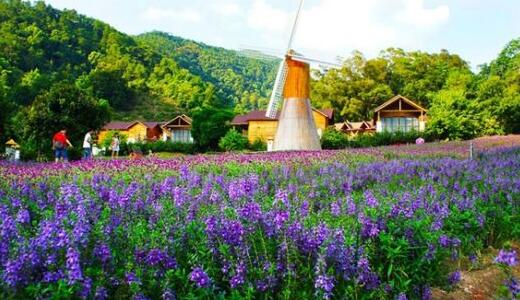 薰衣草什么时候开花最好,羊亭湿地公园春天薰衣草开花吗