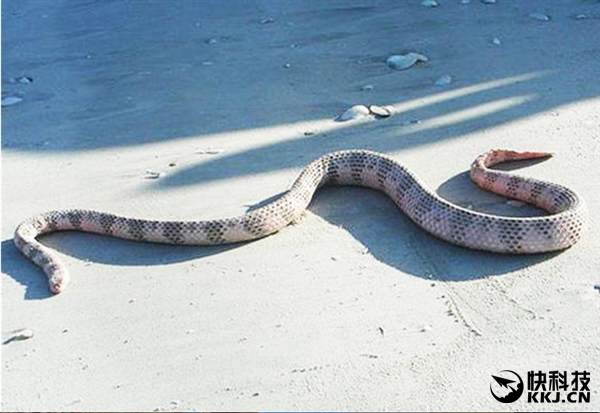 地球上最毒的15种动物,世界上最毒的动物排行