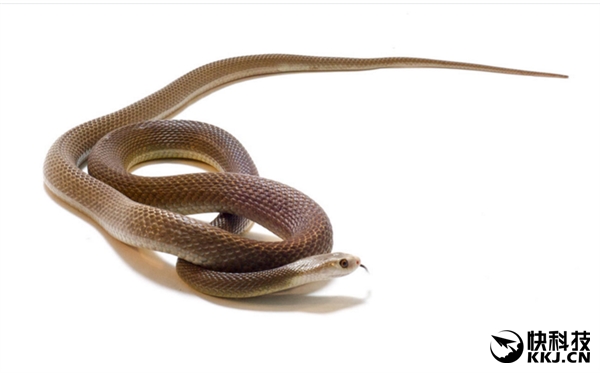 地球上最毒的15种动物,世界上最毒的动物排行