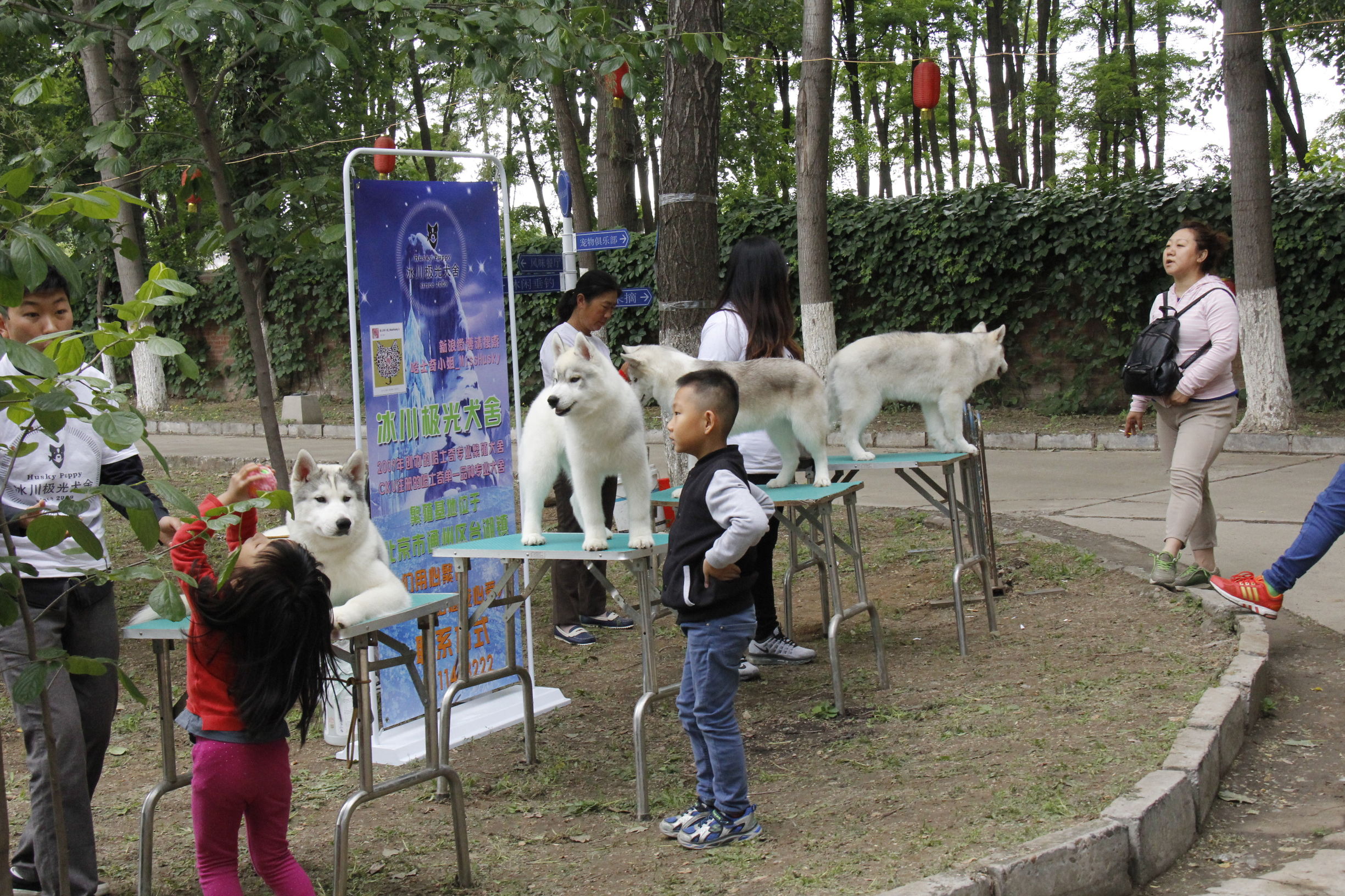 simon说狗：京北唯一纯种犬狗狗集市开业见闻