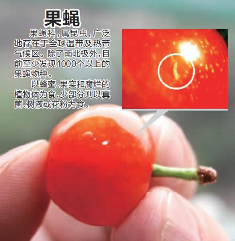樱桃切开里面的小虫子,樱桃掰开里面有虫子