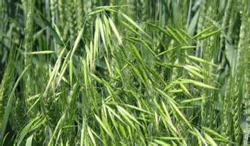 小麦地里的燕麦用什么药治,小麦地里的野燕麦打什么药最好