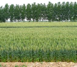 小麦地里的燕麦用什么药治,小麦地里的野燕麦打什么药最好
