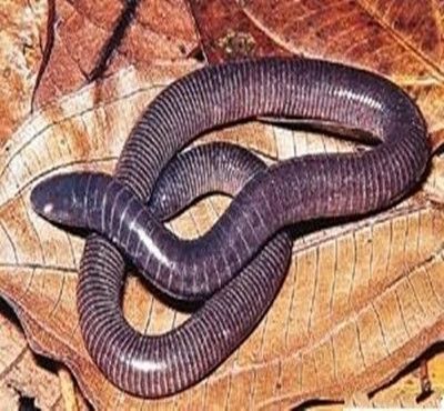 不合理蛙的卵长什么样,不合理蛙的图片