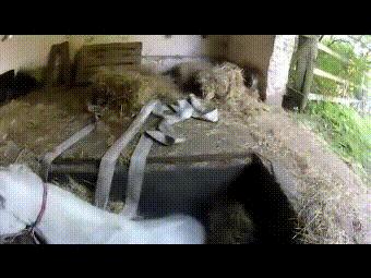 马卡深坑生命垂危，主人的一句话令它产生求生欲望，重获自由