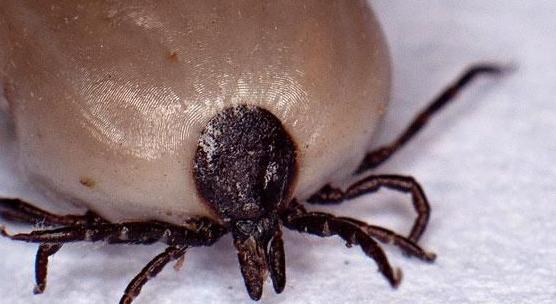 狗狗因为蜱虫崩溃你一定要知道的蜱虫的祛除方法