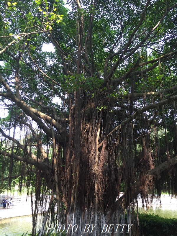 厦门鼓浪屿旅游攻略,厦门开车自驾游攻略