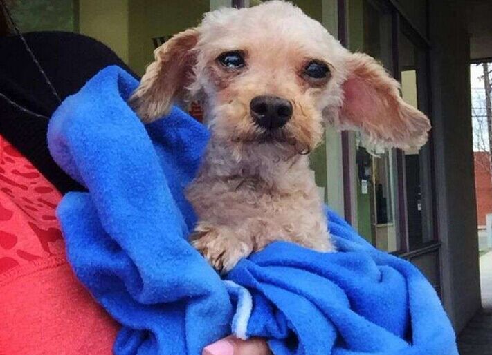 让死神等10年的流浪狗一直坚信有人会救它，最后上天给了它答案