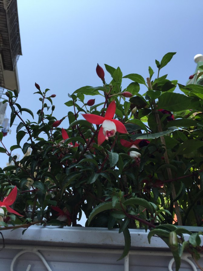 鼓浪屿自驾游全攻略,厦门鼓浪屿登岛全攻略