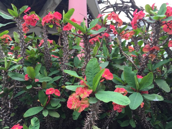 鼓浪屿自驾游全攻略,厦门鼓浪屿登岛全攻略