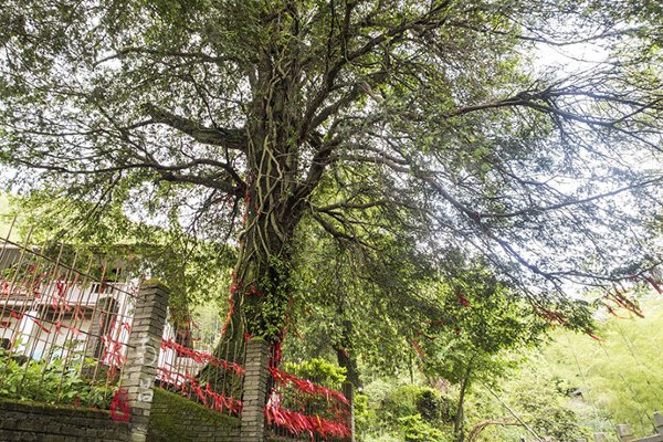 养在深闺里无人知,养在深闺无人识全文