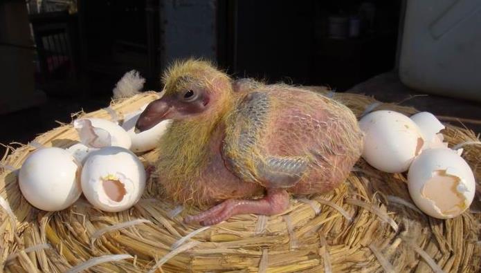 不看后悔的园艺技巧,鉴鸽技巧大全带图