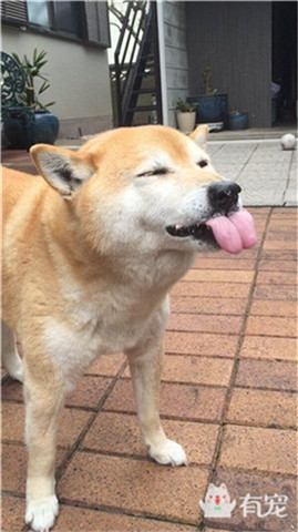 狗狗吃冰淇淋和蛋糕,狗狗在吃蛋糕