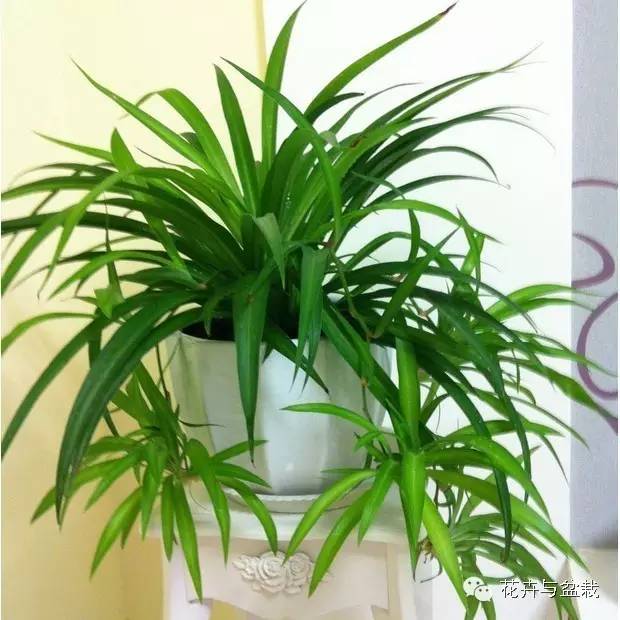 吸甲醛的绿植存放家里多久可扔掉,吸甲醛的绿植排名前十名绿萝