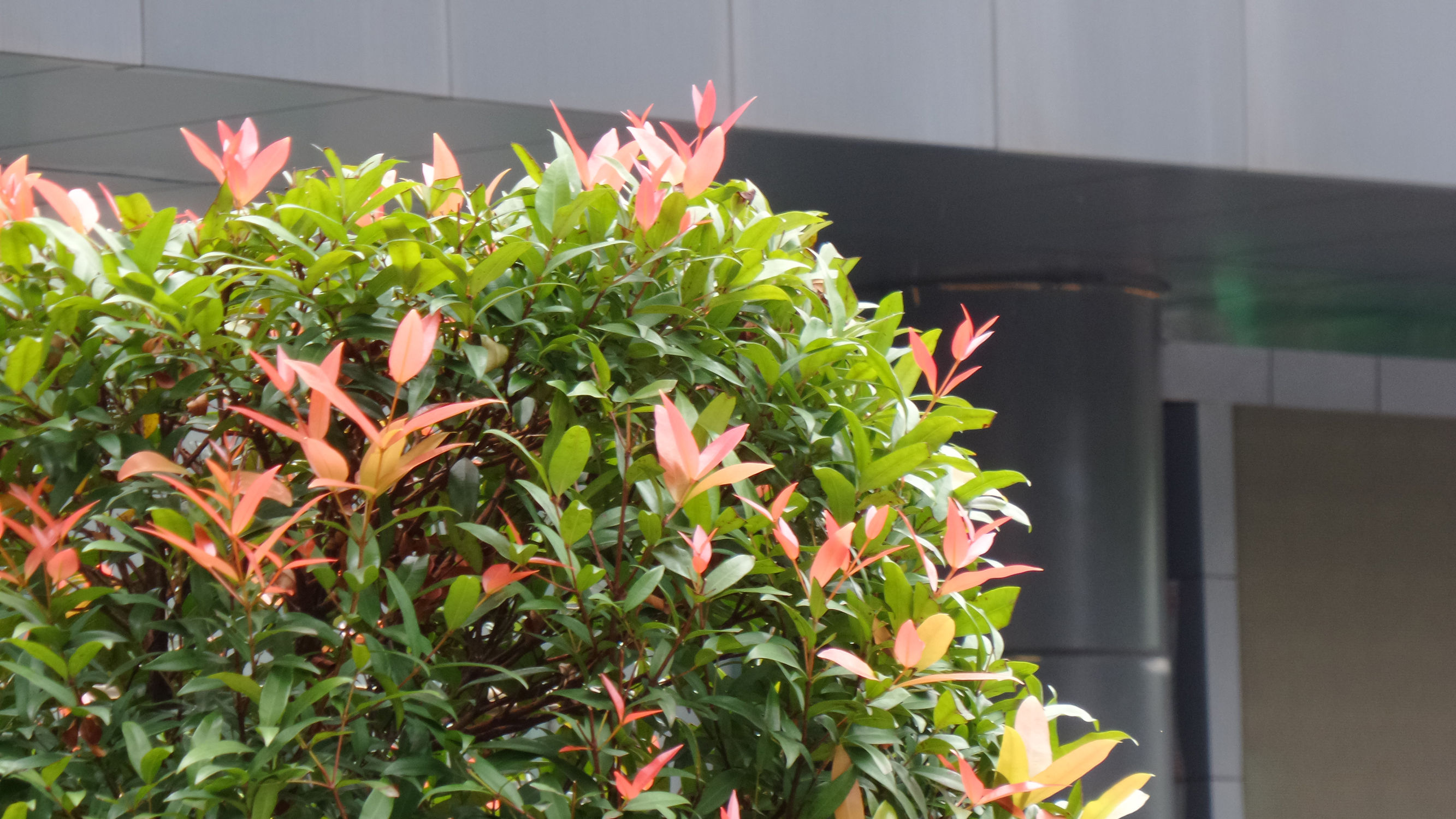 十倍光学变焦公认最好拍照手机,可变焦拍照神器