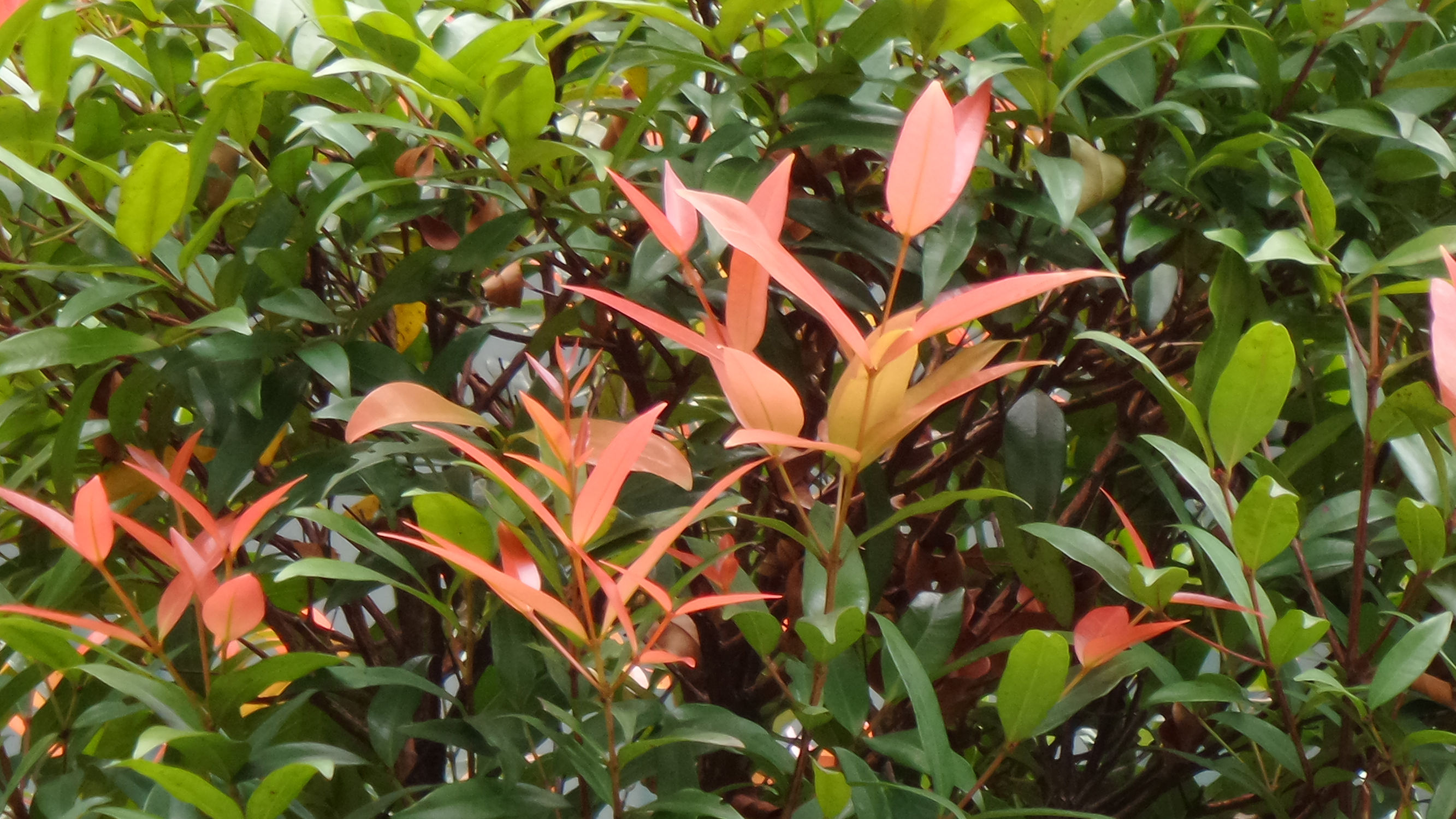 十倍光学变焦公认最好拍照手机,可变焦拍照神器