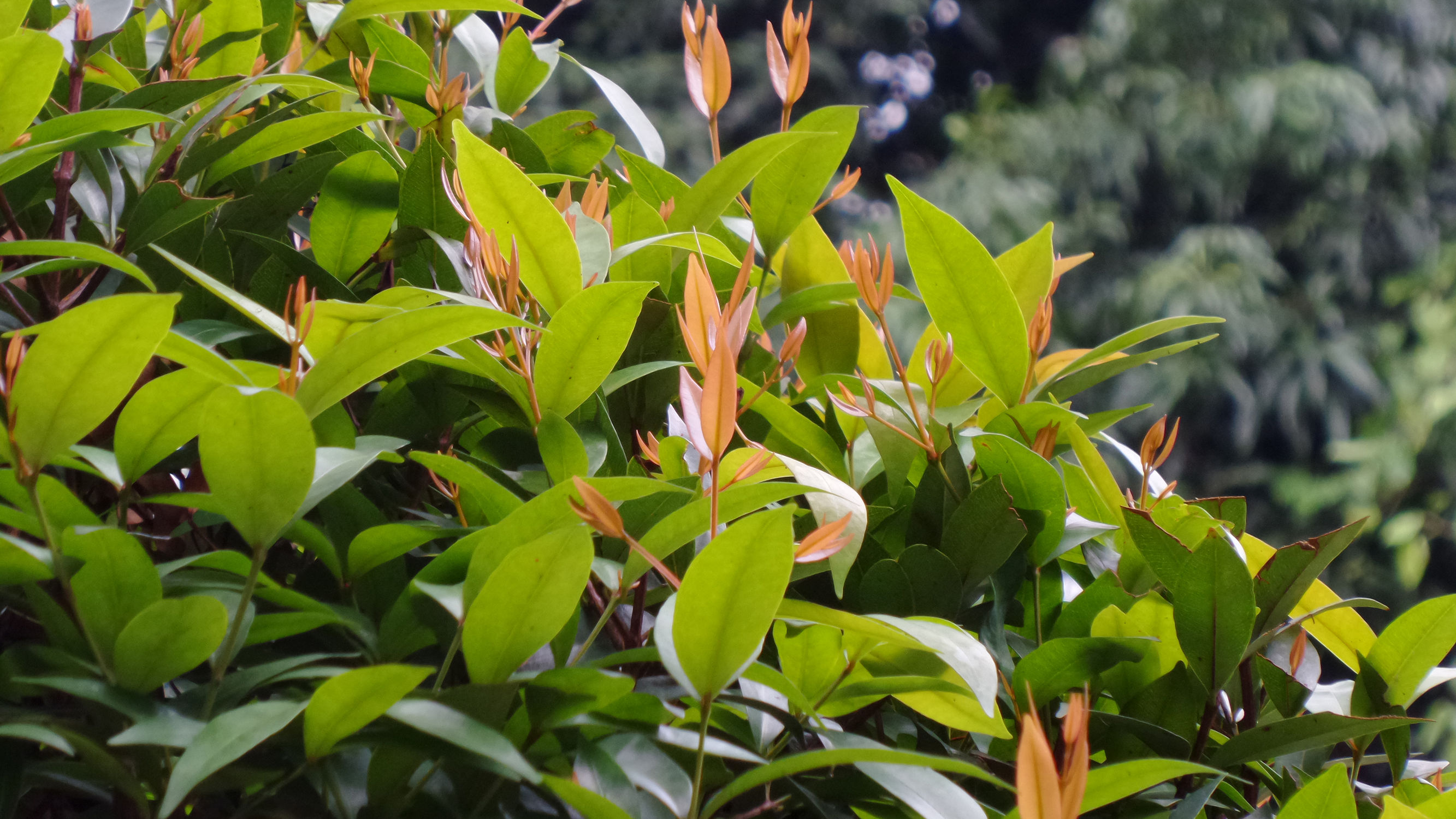 十倍光学变焦公认最好拍照手机,可变焦拍照神器