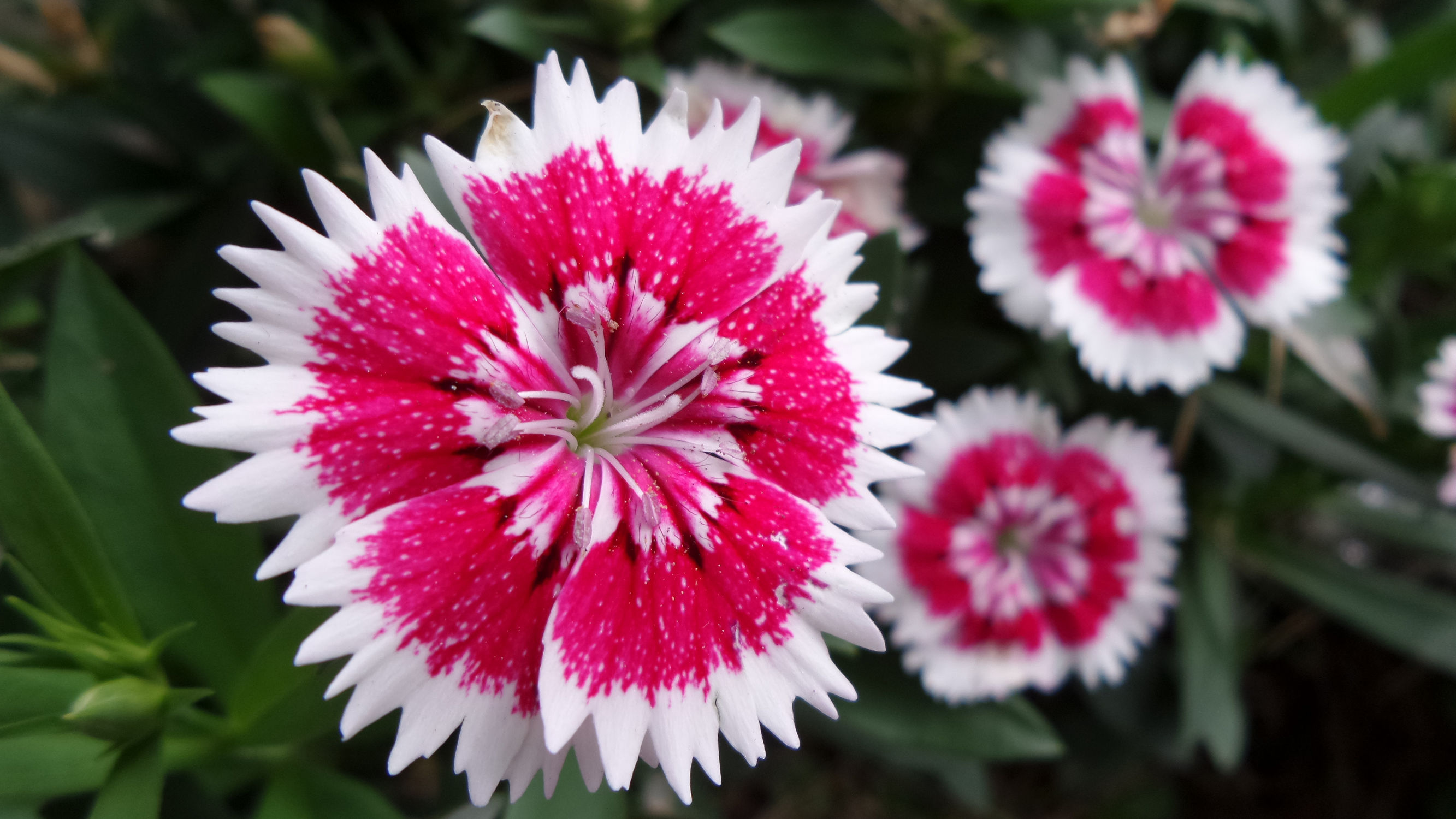 十倍光学变焦公认最好拍照手机,可变焦拍照神器