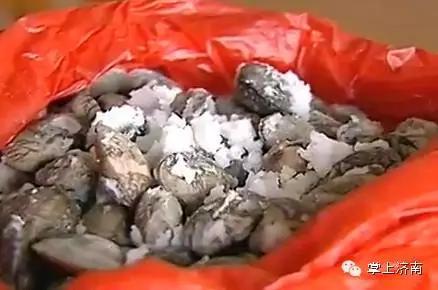 往水里扔一把“白色粉末”,一动不动的花蛤立马“回光返照”!这