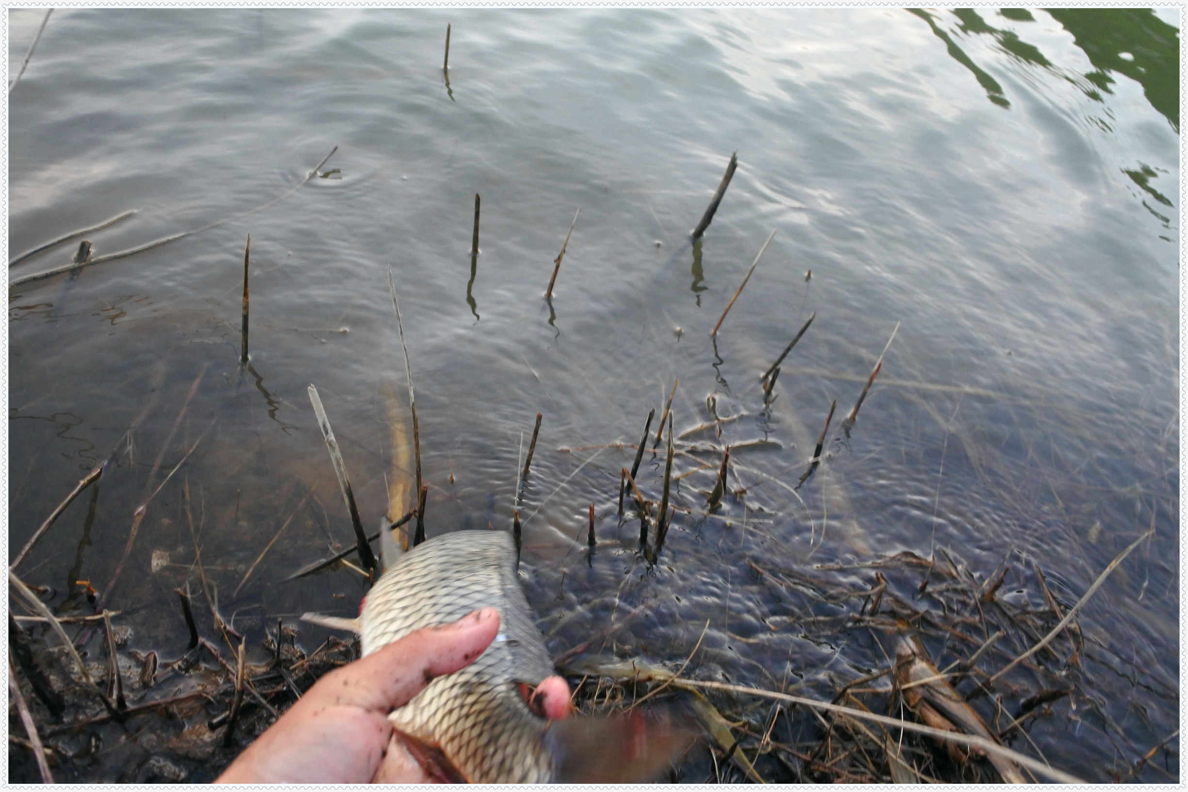 畅享春色京北水库激战黄金野鲤