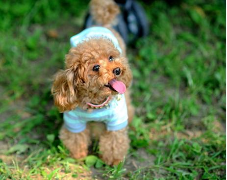 狗狗狂叫怎么让它闭嘴,狗狗狂叫萨摩怎么办