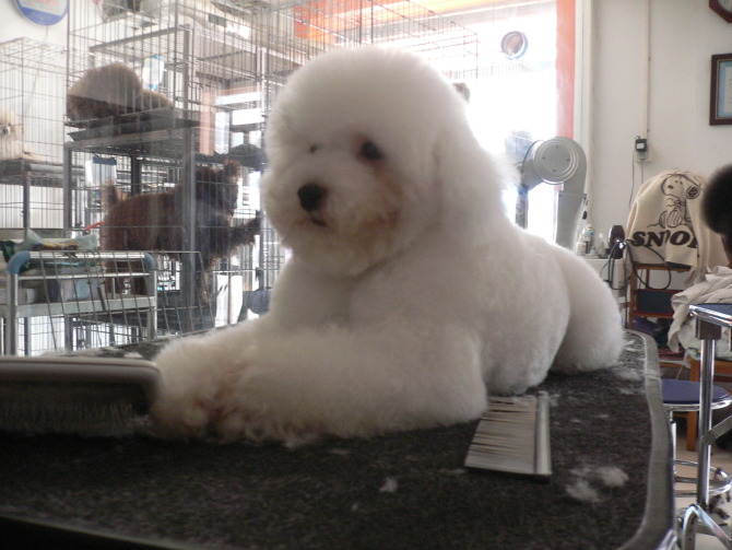 狗狗夏季掉毛严重解决办法,夏天狗狗爱得什么病