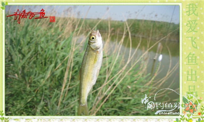 我爱飞鱼初探新钓点