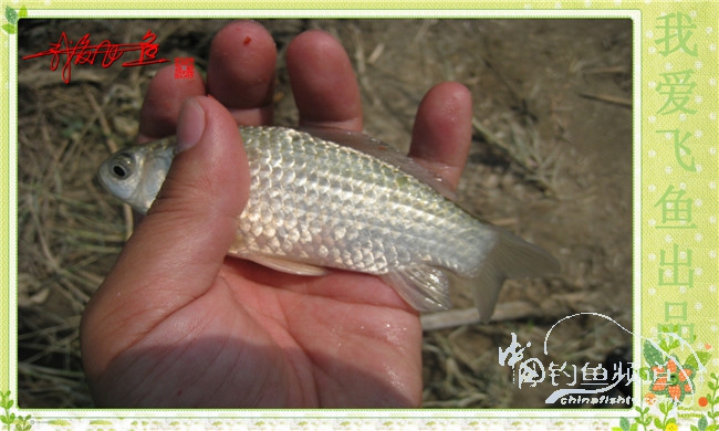 我爱飞鱼初探新钓点