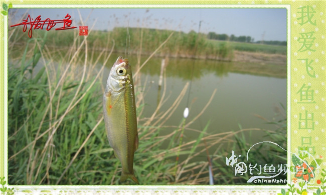 我爱飞鱼初探新钓点