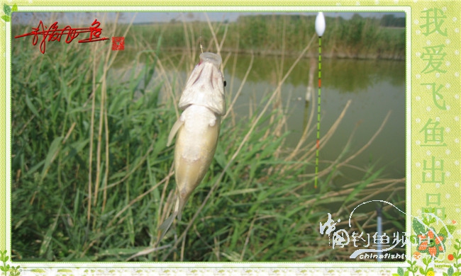 我爱飞鱼初探新钓点