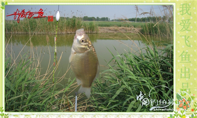 我爱飞鱼初探新钓点